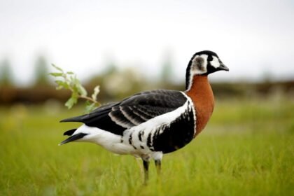 червона книга україни тварини